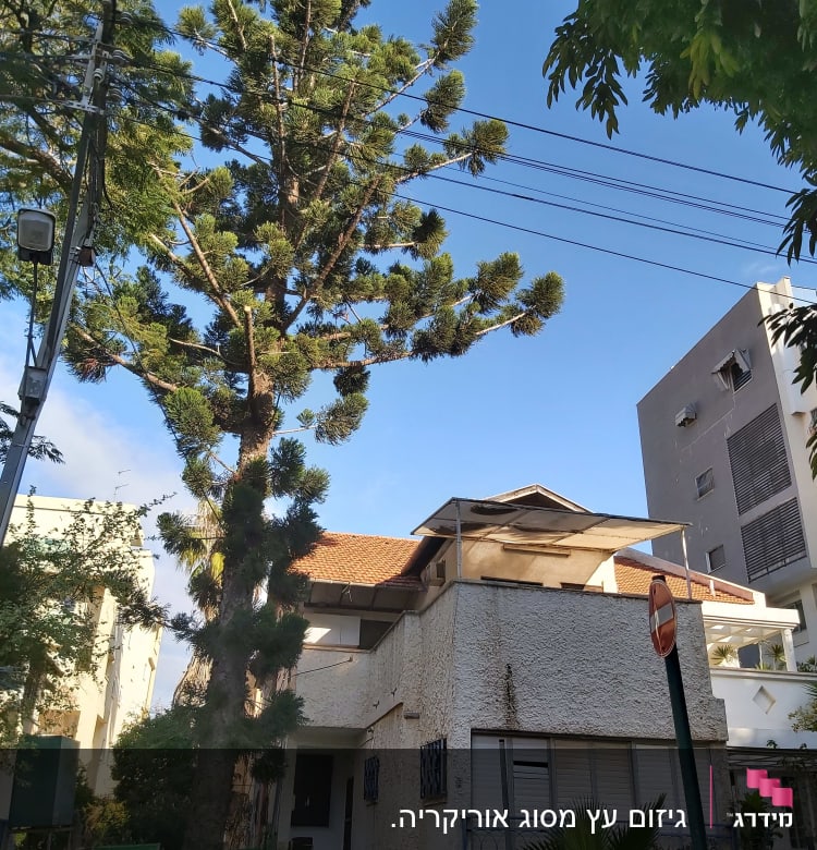 עץ גבוה עם ענפים גזומים ליד בית